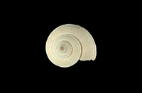 藏品(草黃車輪螺)的圖片